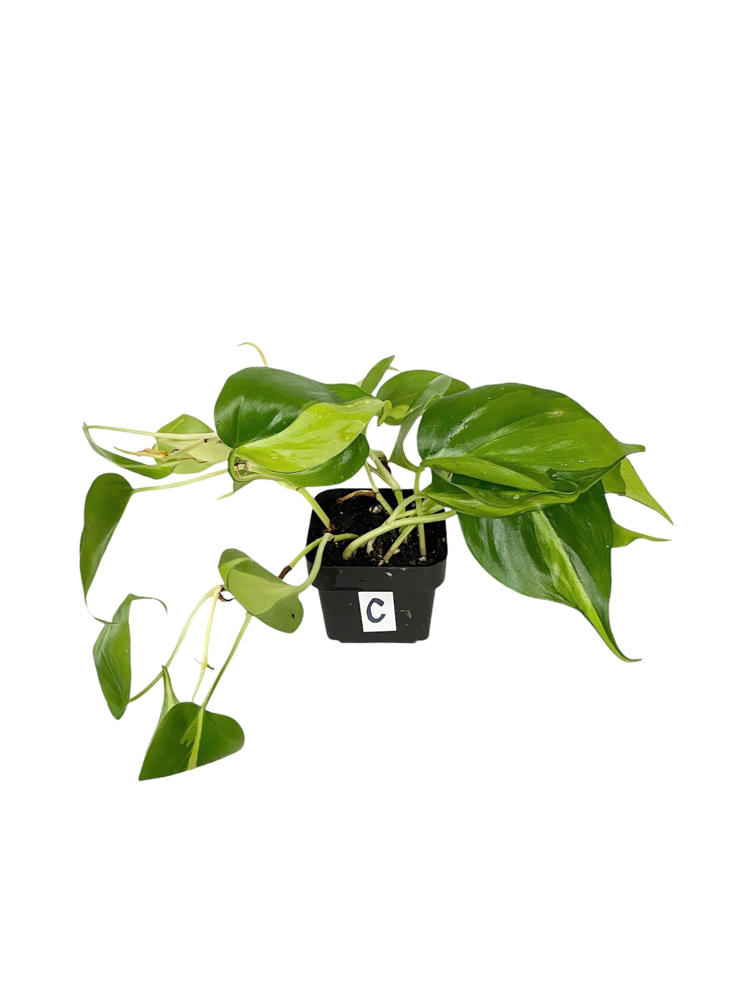 Philodendron Brasil Live Indoor Houseplant 3” Grower's Pot