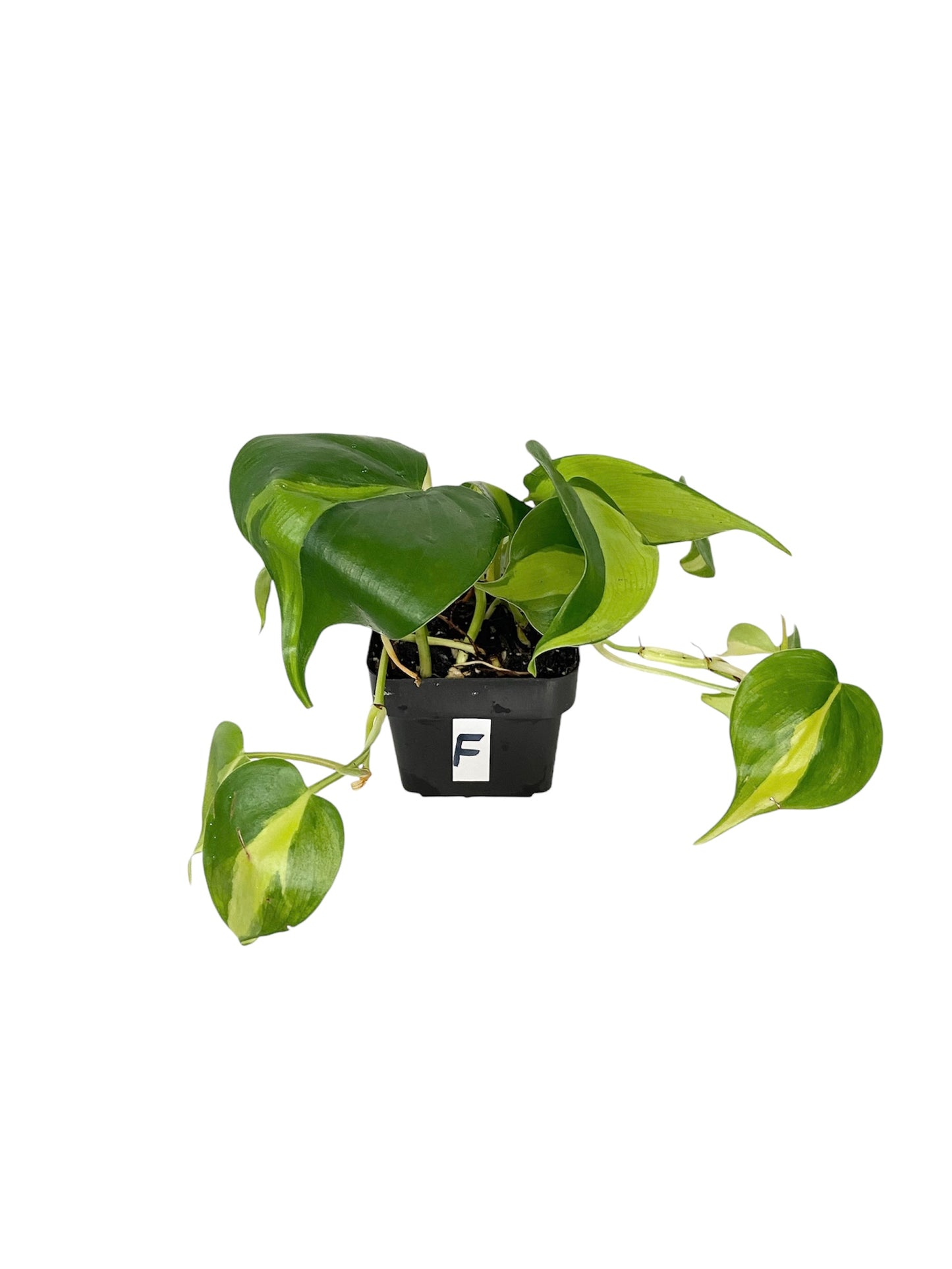 Philodendron Brasil Live Indoor Houseplant 3” Grower's Pot