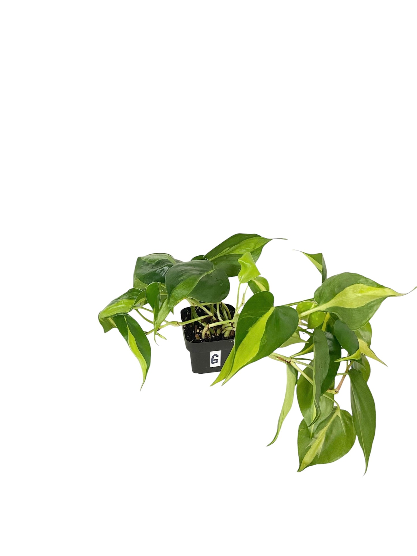 Philodendron Brasil Live Indoor Houseplant 3” Grower's Pot