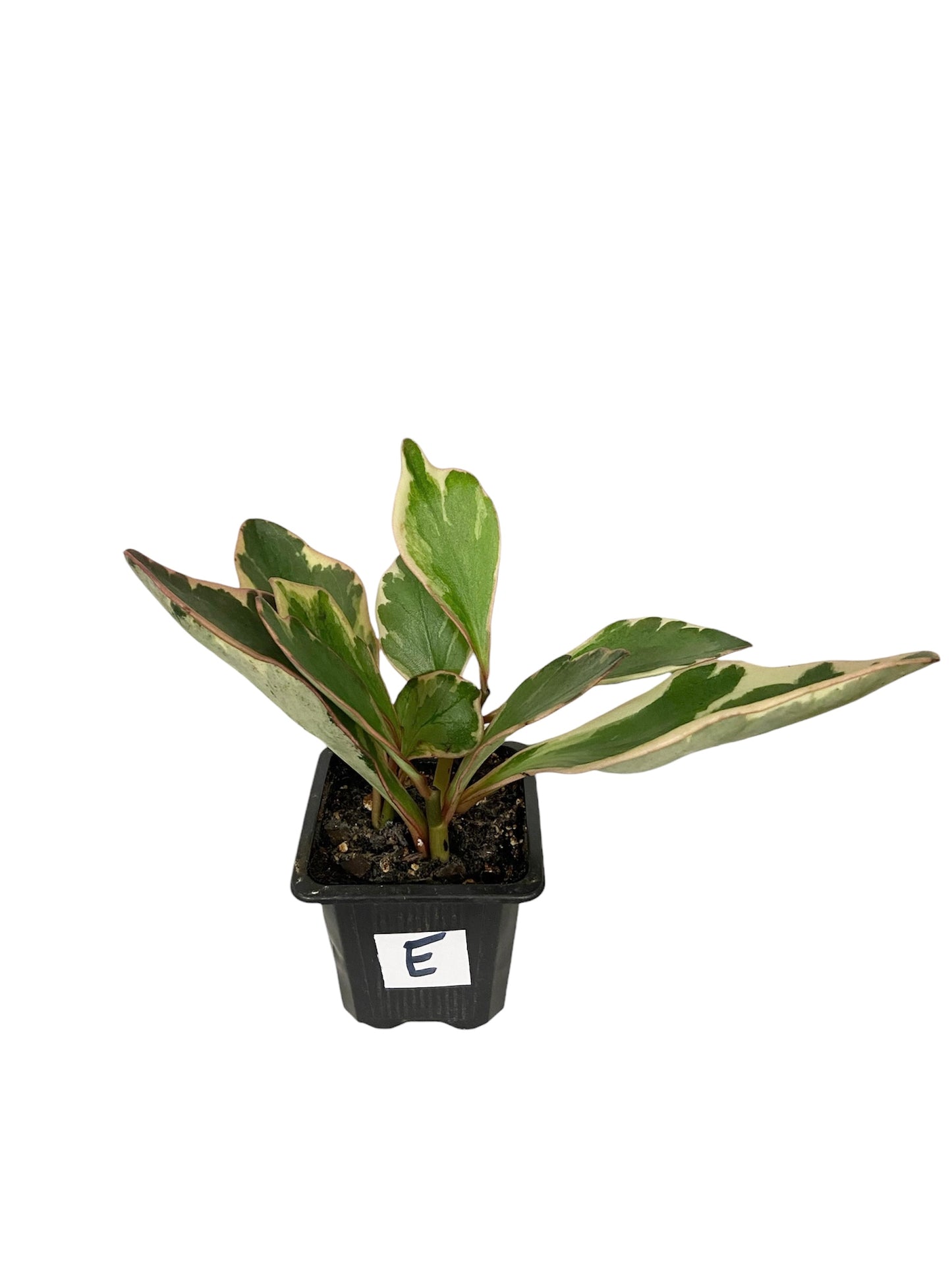 Peperomia Ginny Live Indoor Houseplant 3” Grower's Pot