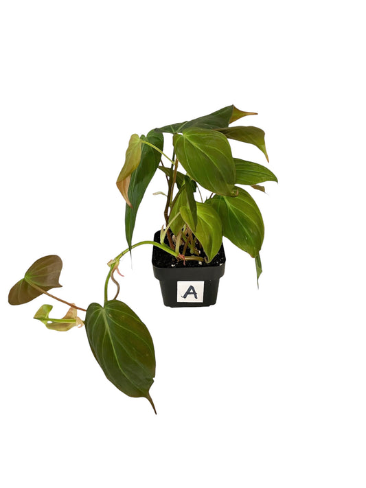 Philodendron Micans Live Indoor Houseplant 3” Grower's Pot