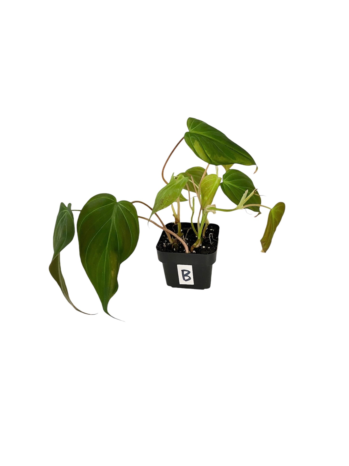 Philodendron Micans Live Indoor Houseplant 3” Grower's Pot