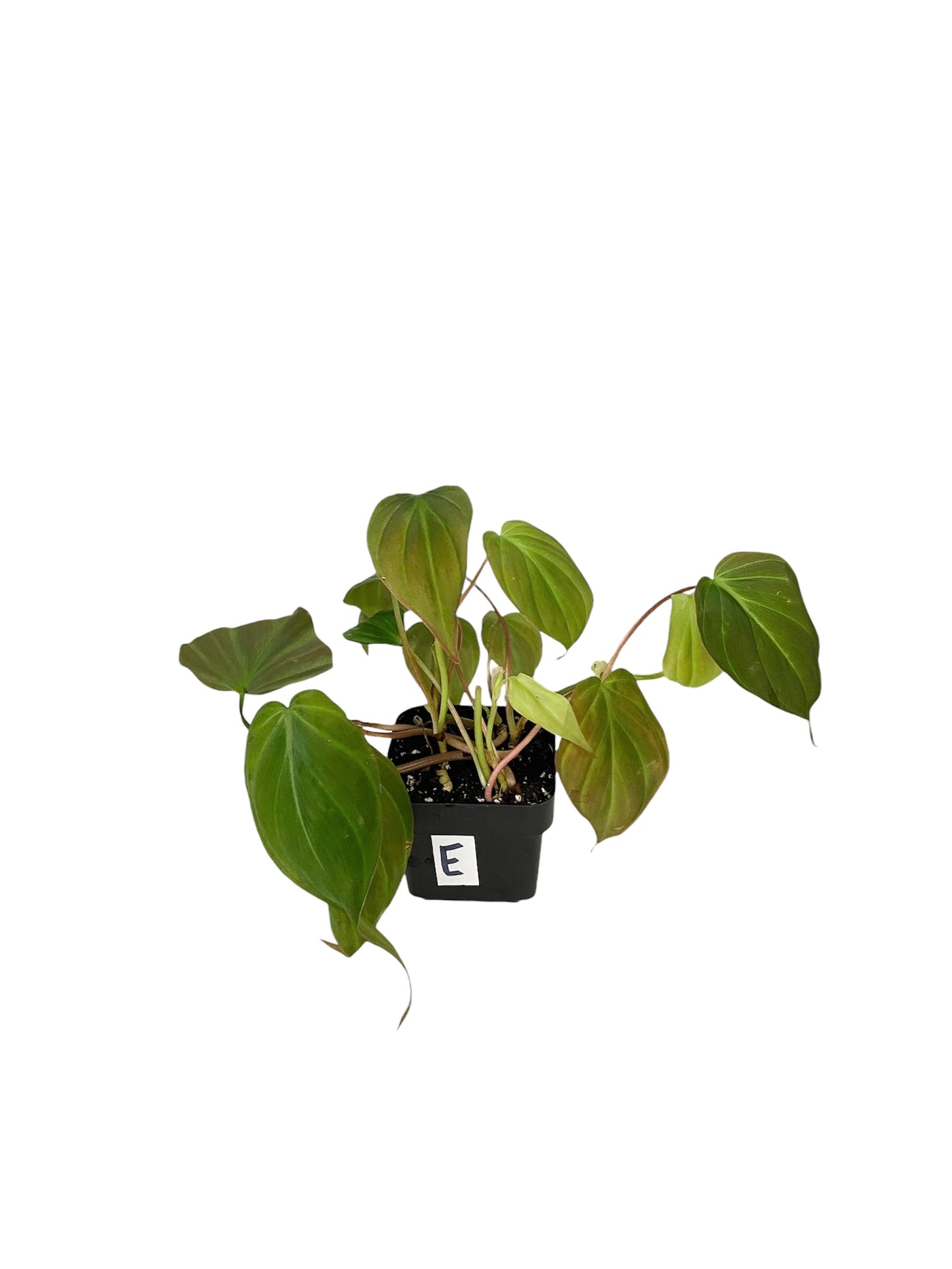 Philodendron Micans Live Indoor Houseplant 3” Grower's Pot