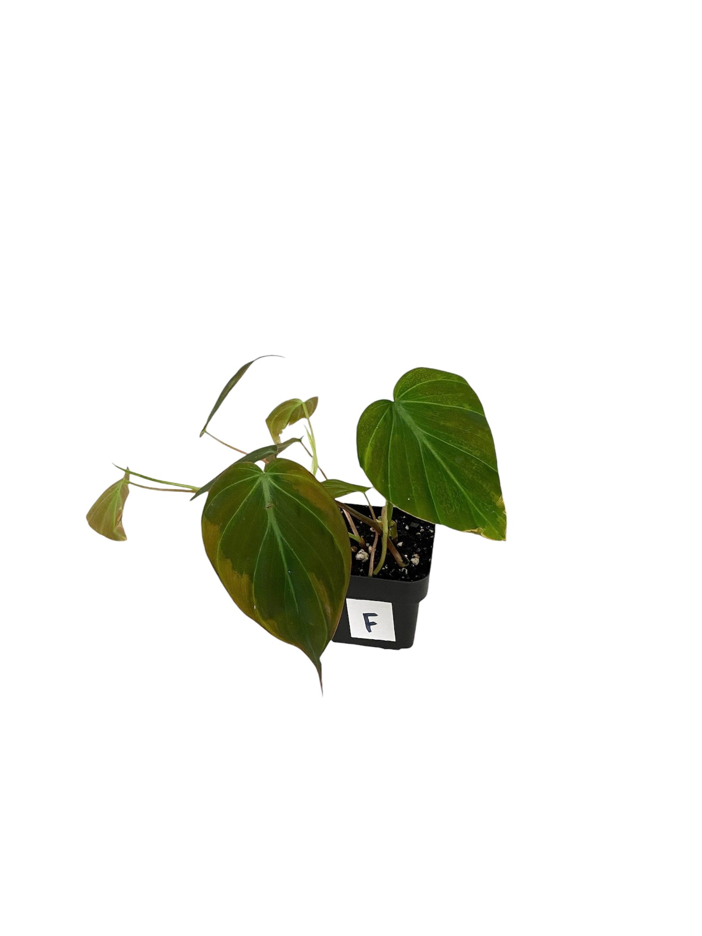 Philodendron Micans Live Indoor Houseplant 3” Grower's Pot