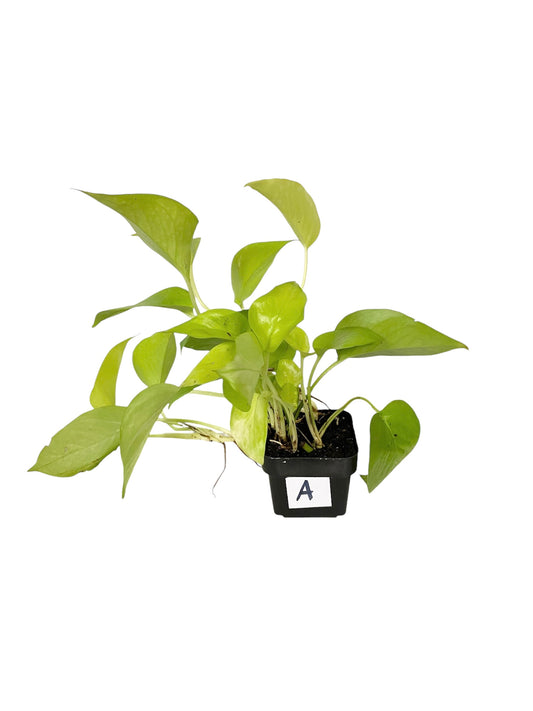 Pothos Neon Live Houseplant 3” Grower's Pot