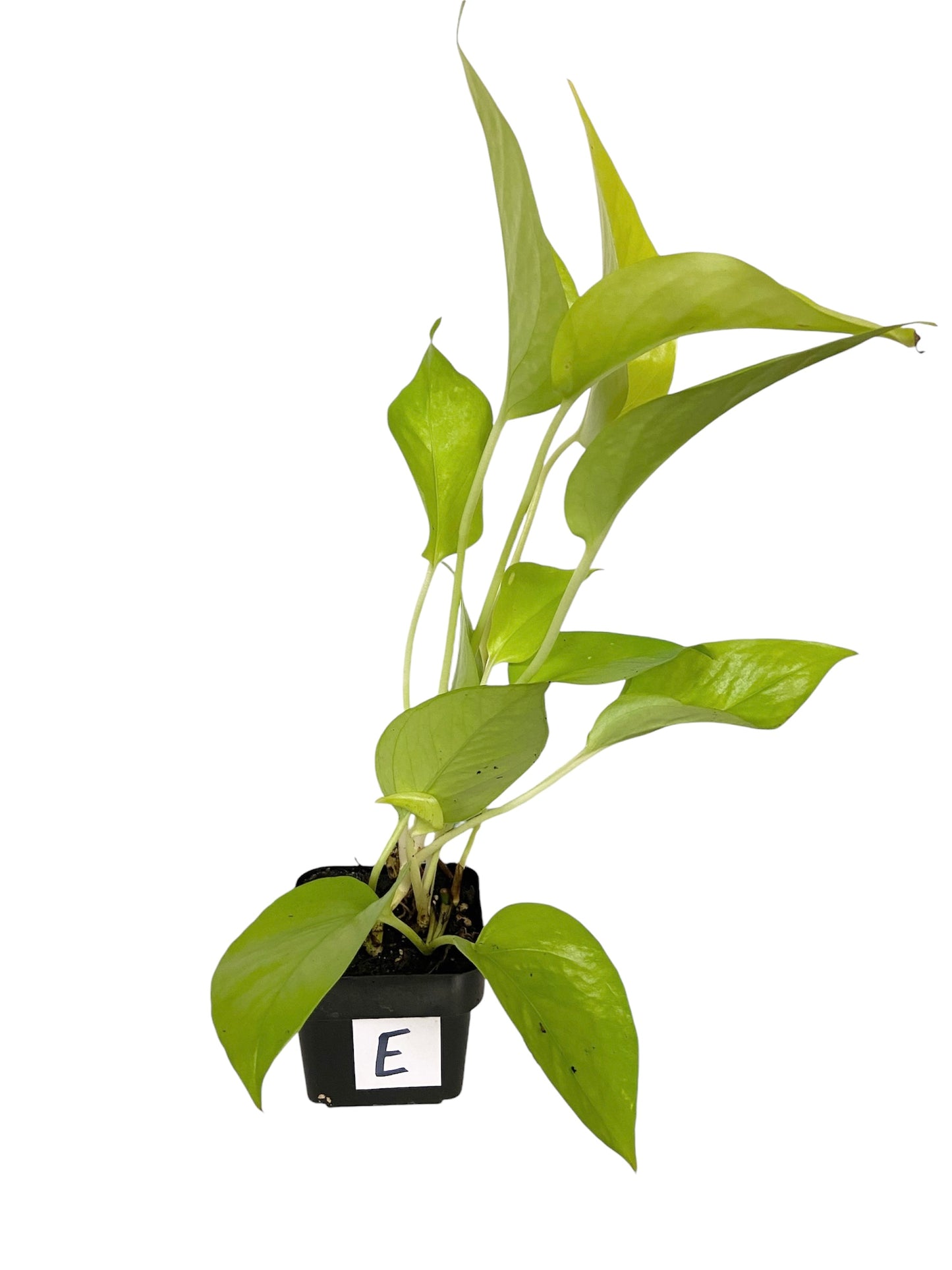 Pothos Neon Live Houseplant 3” Grower's Pot