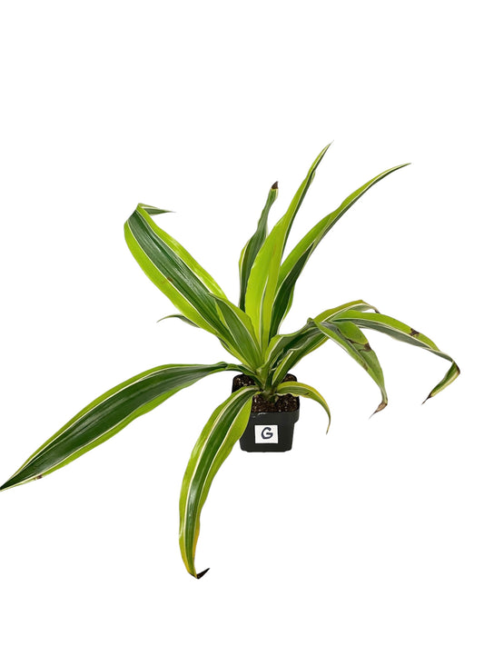 Dracaena Lemon Surprise Live Indoor Houseplant 3” Grower's Pot