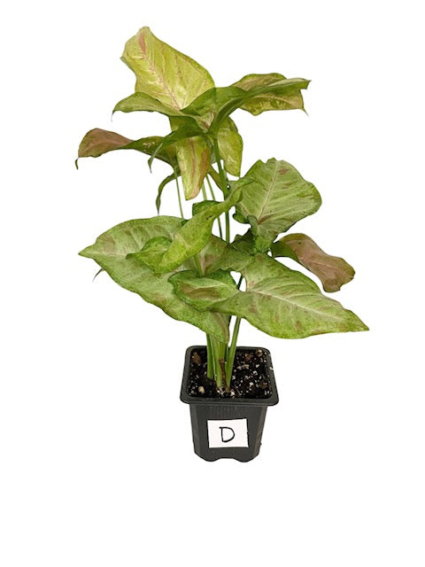 Syngonium Podophyllum Strawberry Live Indoor Houseplant 3" Grower's Pot