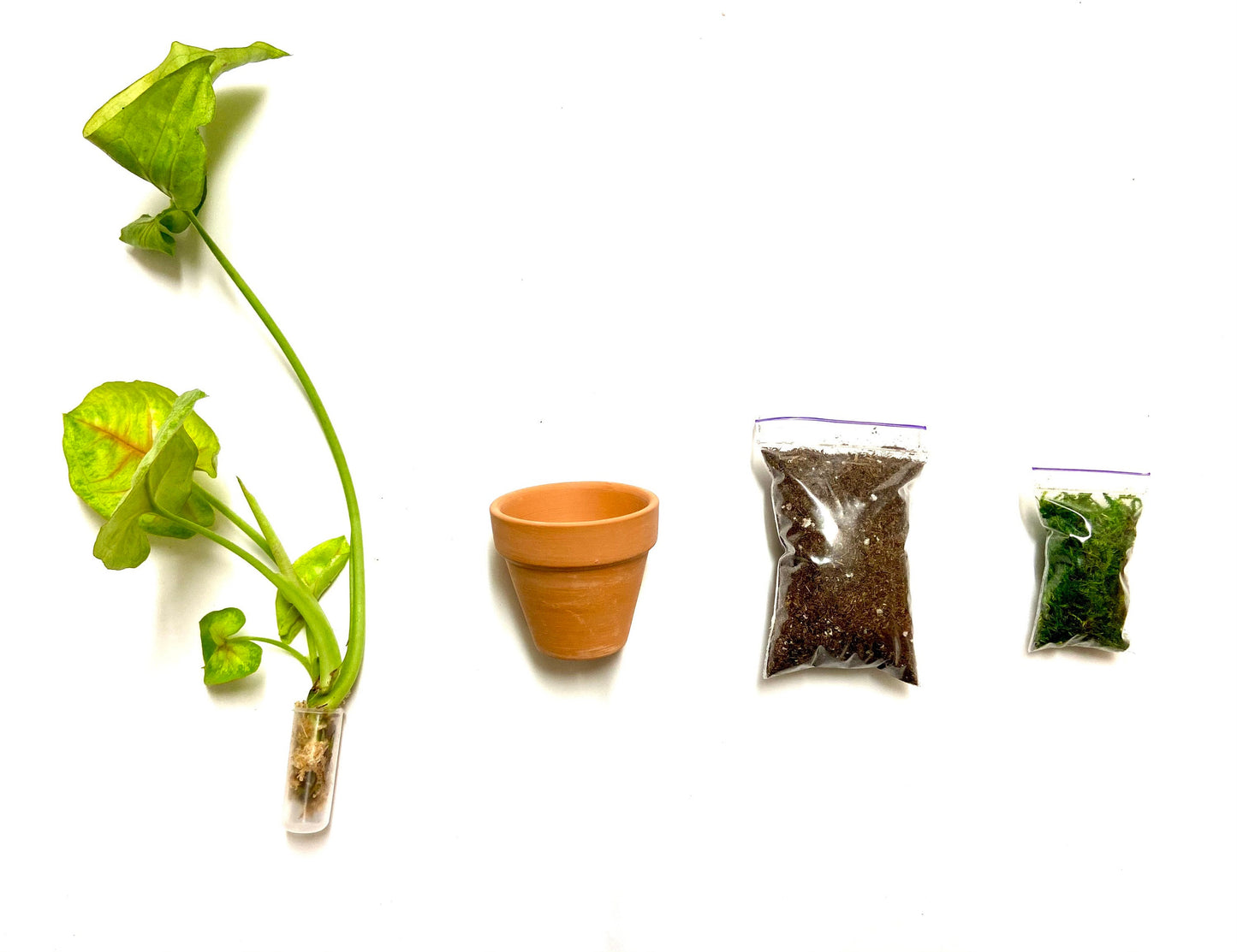 DIY House Plant Clipping Kit