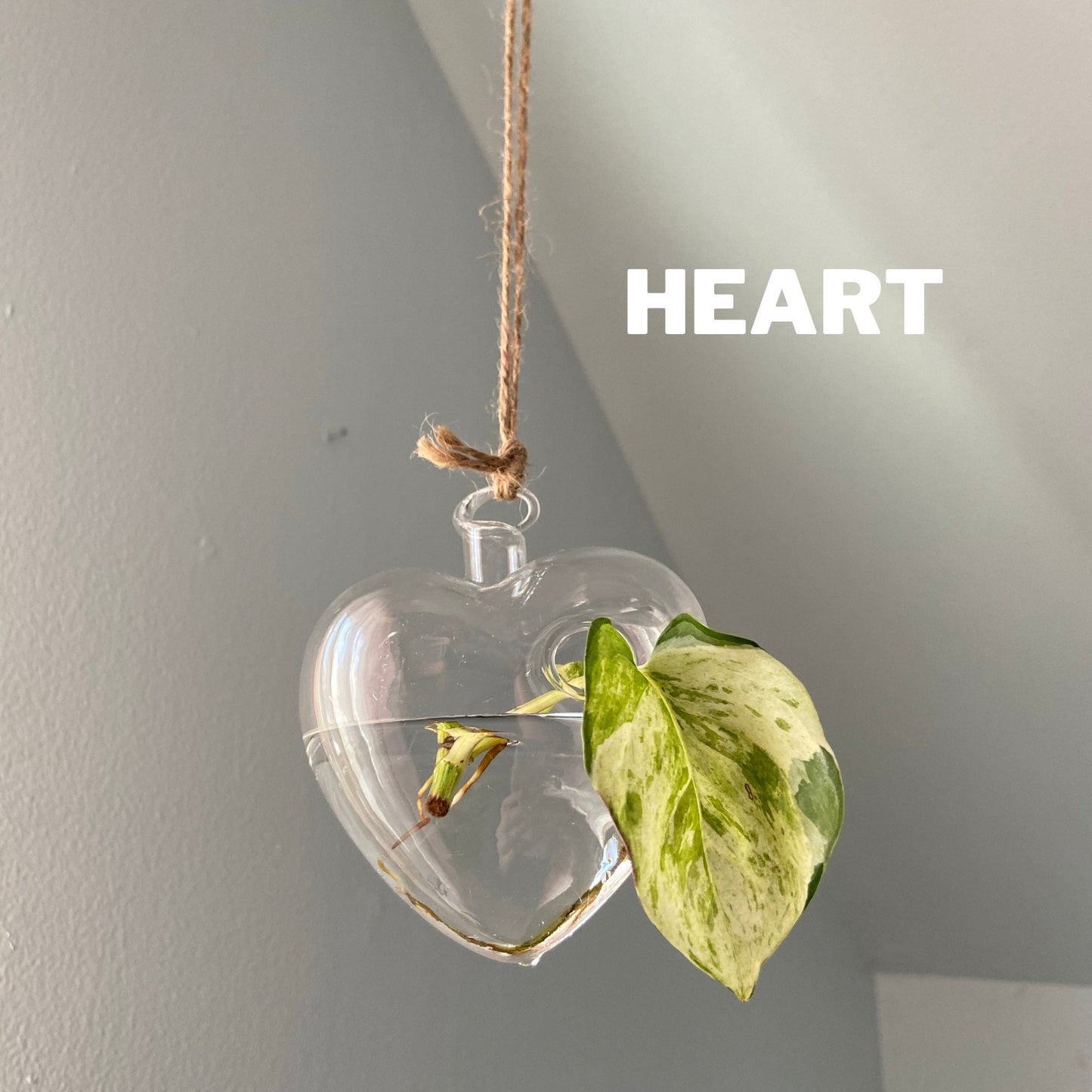 Clear Glass Propagation Plant Hanging Terrarium