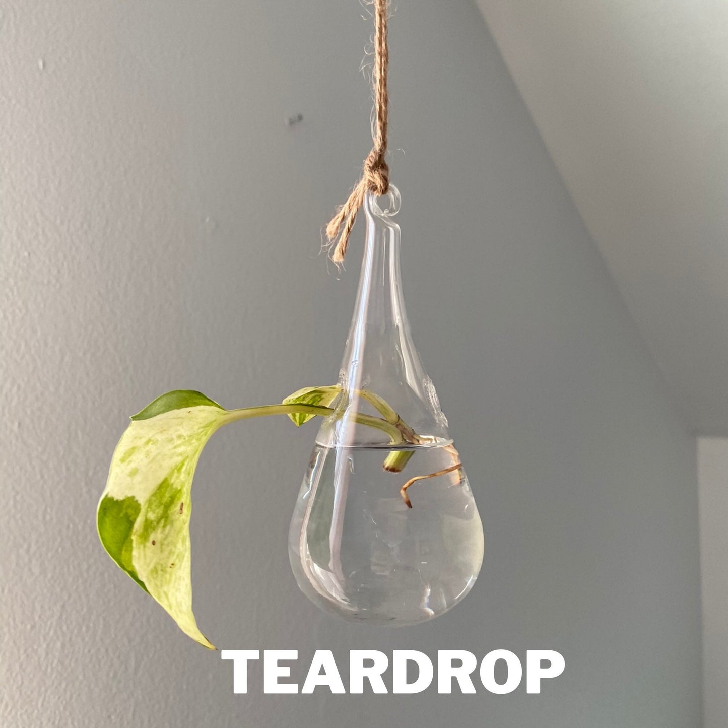 Clear Glass Propagation Plant Hanging Terrarium