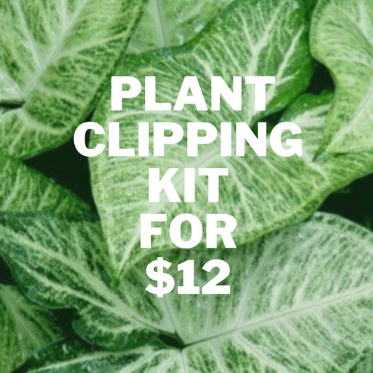 DIY House Plant Clipping Kit